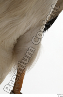 Black stork leg 0011.jpg